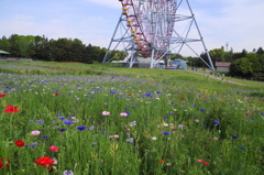 葛西臨海公園ー１