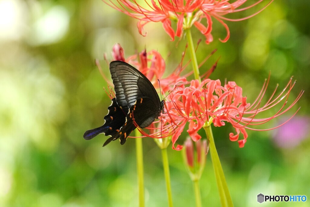 黒と曼珠沙華