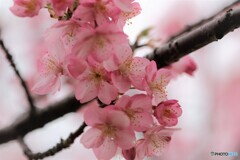 ７年前に咲く河津桜～ⅱ