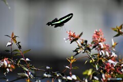 煌めきの青～ⅱ