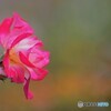 去秋の薔薇。