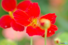 水無月花ー21