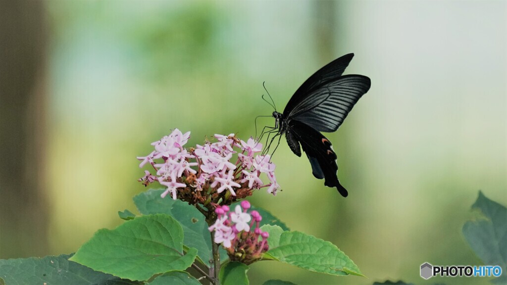 残り花に、、、。