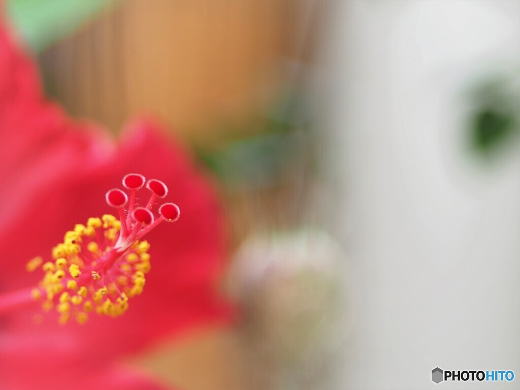 ベランダ華～ⅱ