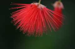 初夏の花ー11