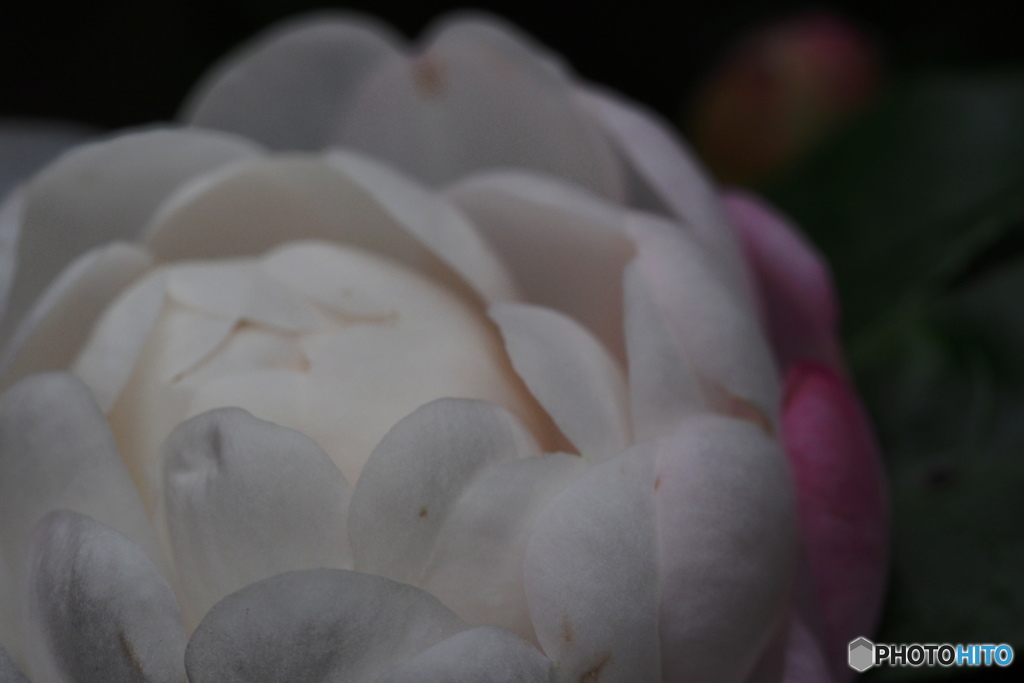 山茶花。