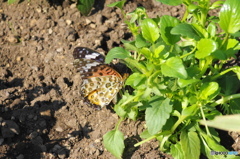 ツマグロヒョウモンの舞－21