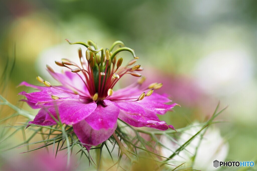 水無月に見る花～ⅱ