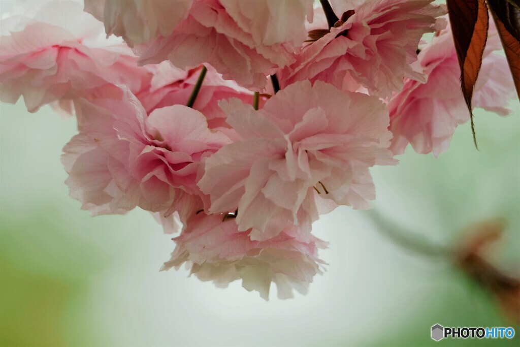名残り惜しき八重桜～ⅰ