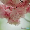 名残り惜しき八重桜～ⅰ