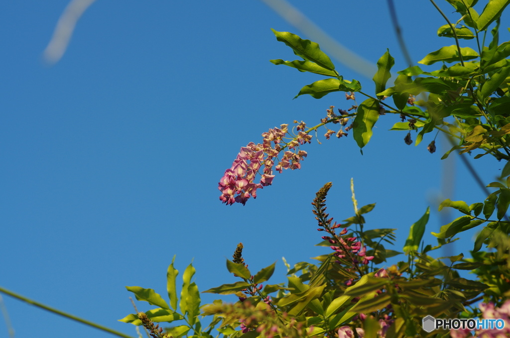 葉月花ー14
