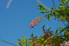 葉月花ー14