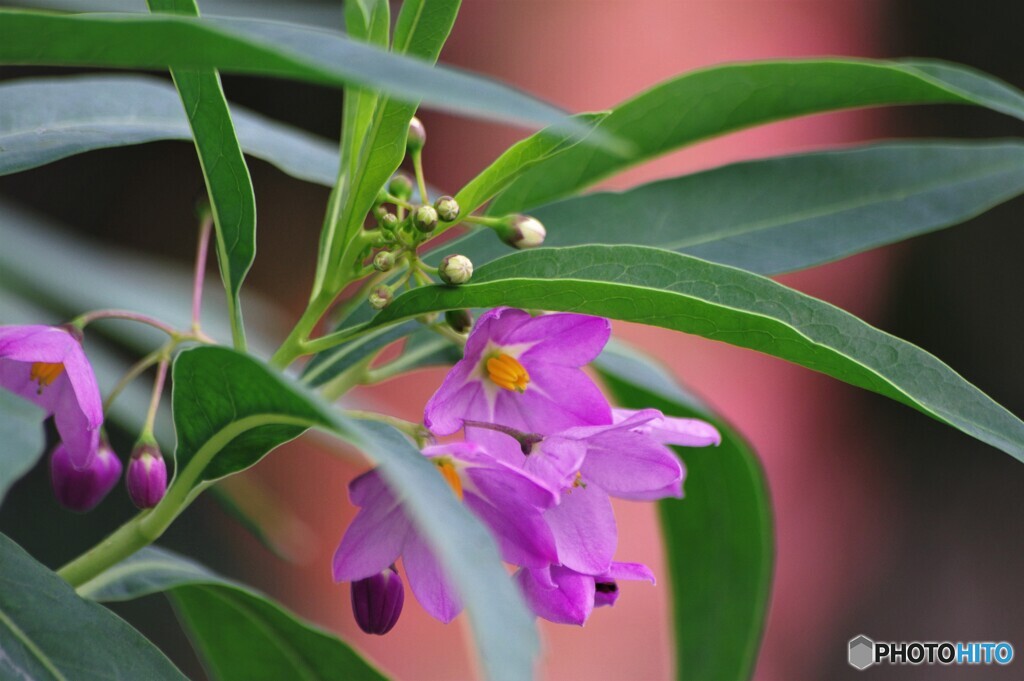 胸の痛み、、、。