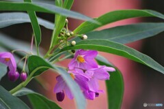 胸の痛み、、、。