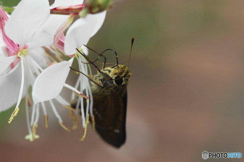 セセリ蝶の顔ー６