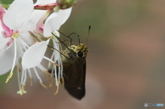 セセリ蝶の顔ー６