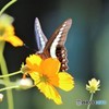 この花に止まれ、、、。