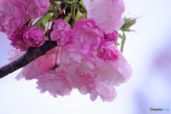 平成最後を咲く桜達～lxiii