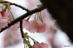 3年前の大寒桜~ⅲ