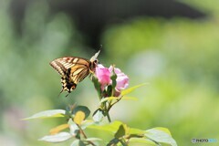 薔薇に止まる