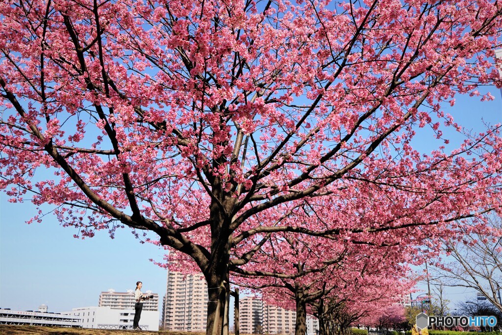 隅田川遊歩道