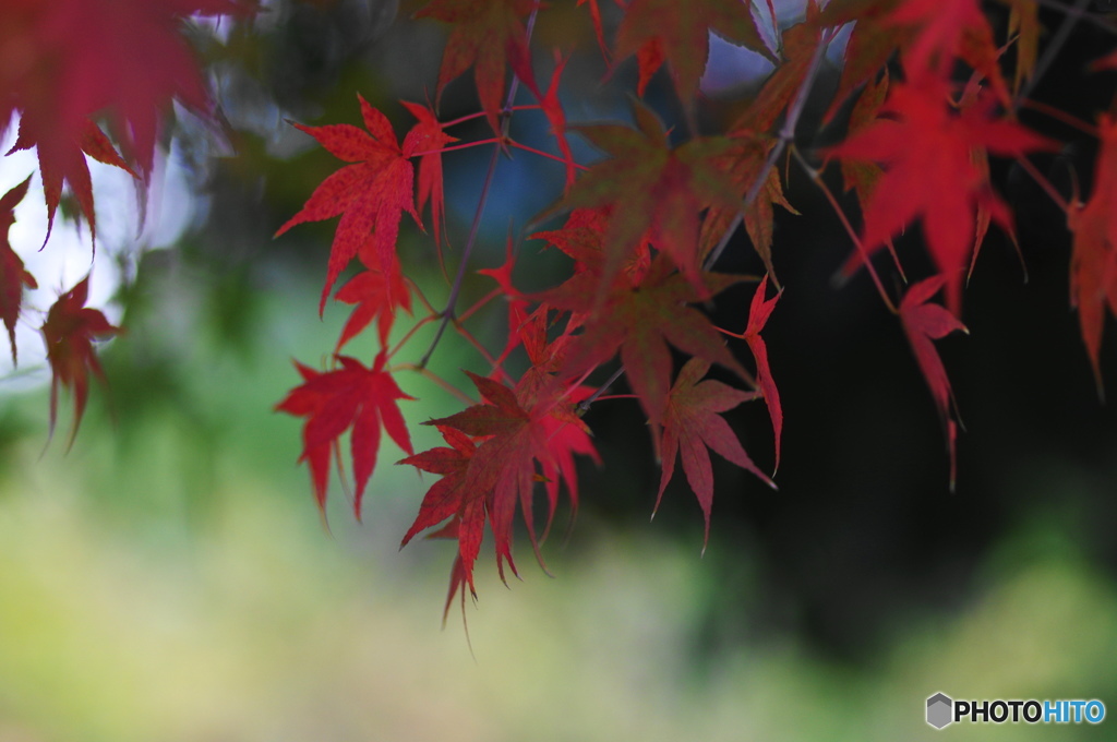 それぞれの秋ー22