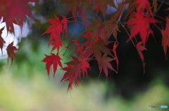 それぞれの秋ー22