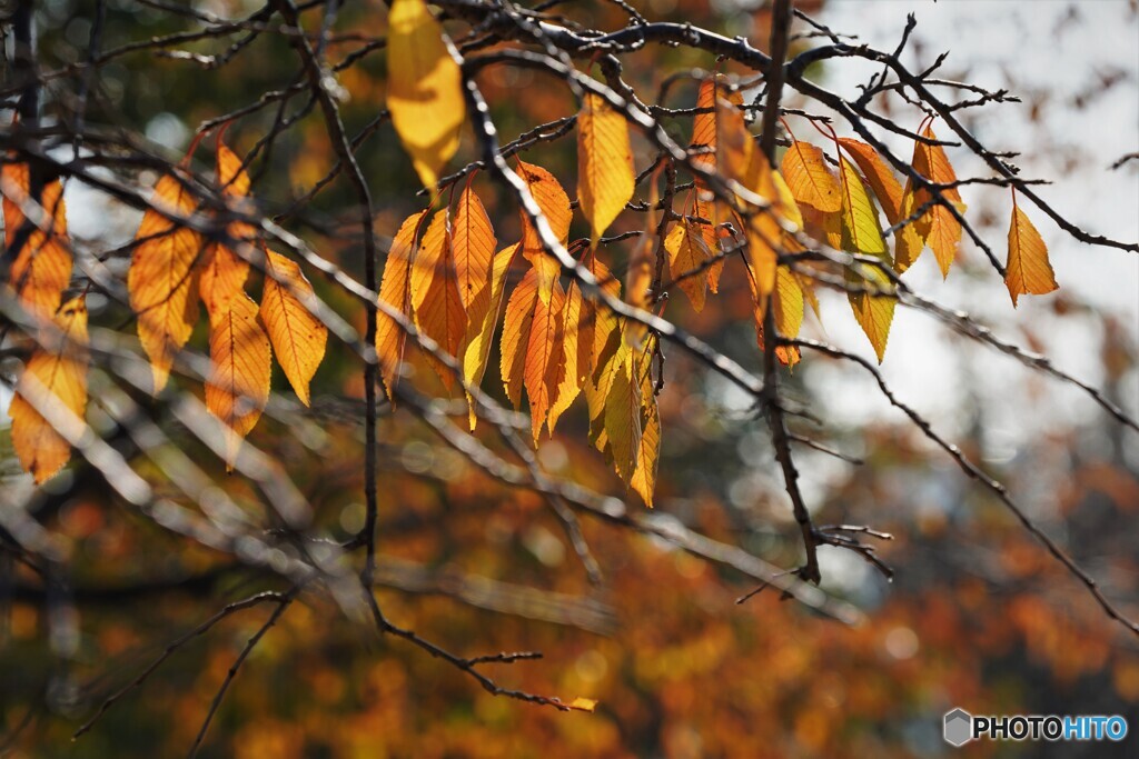 桜の紅葉～枝垂桜