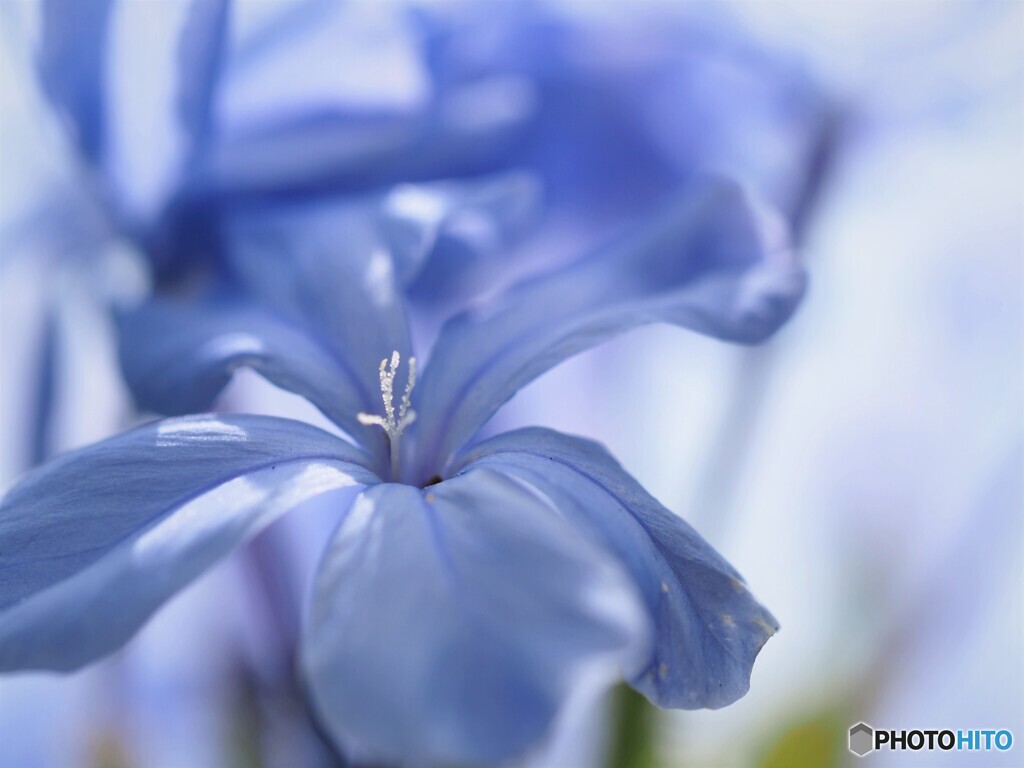 ひそかな情熱