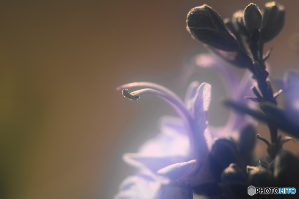弥生花－12