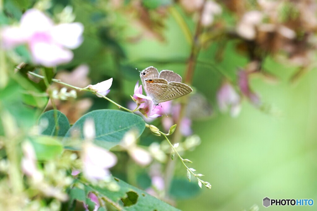 萩の花