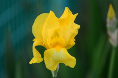菖蒲ー１３