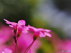 紫酢漿草～②