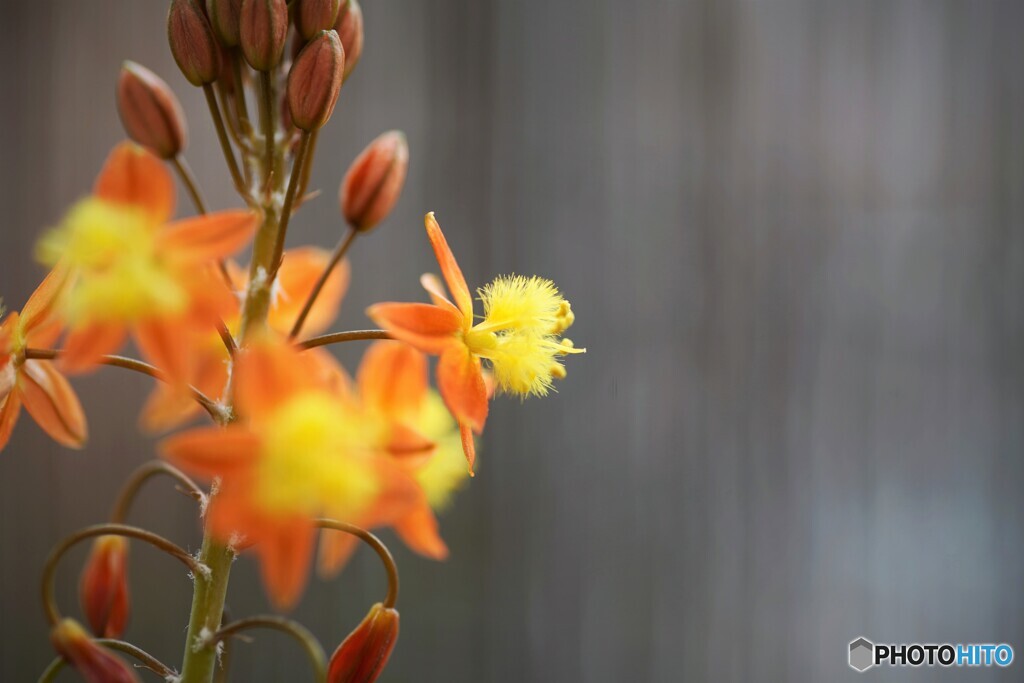 花アロエ