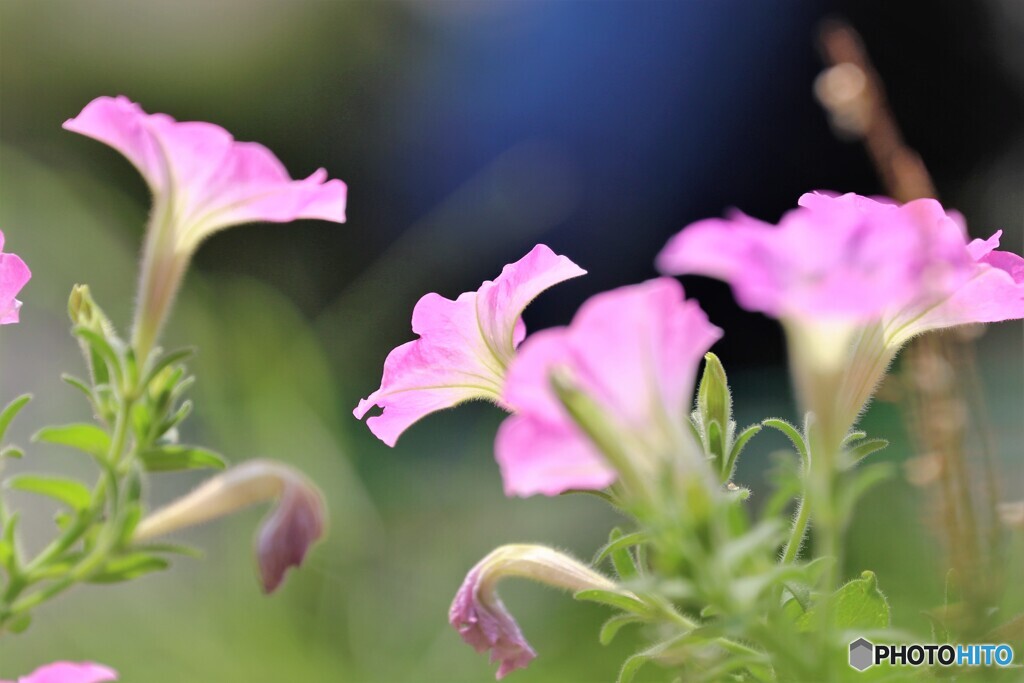 PINKが光る