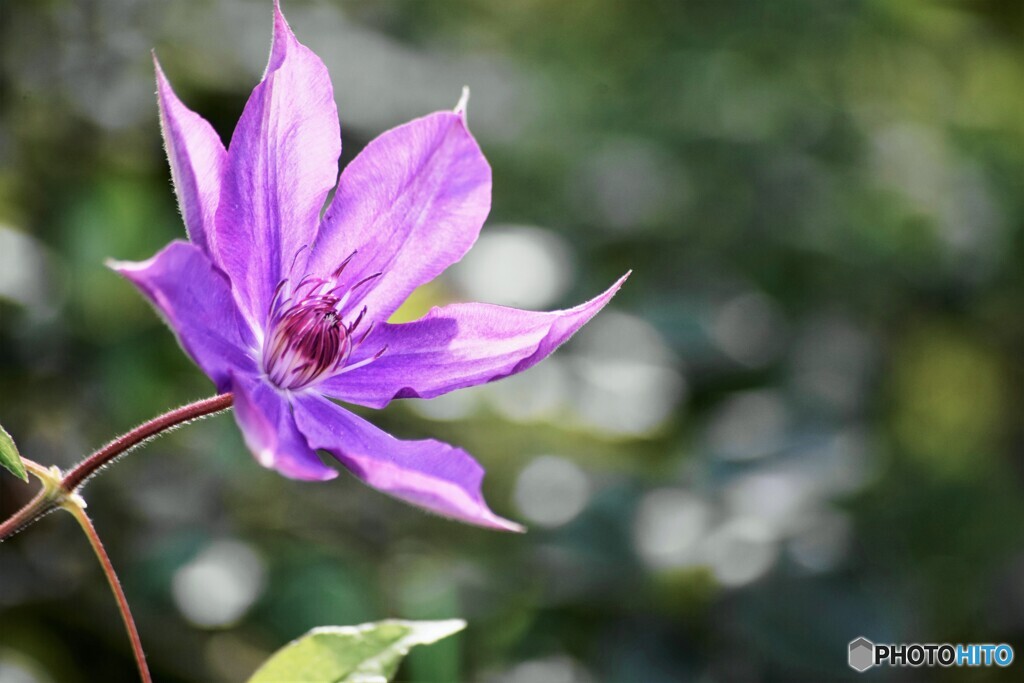 この時期に咲く、、、？？