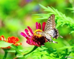 真夏のアゲハ～②