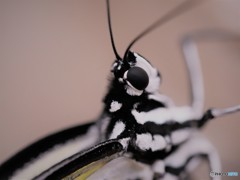 生物園２０１８ⅴ
