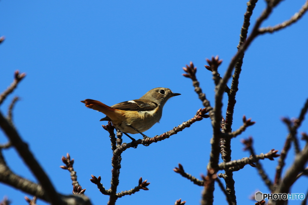 いらっしゃ～い