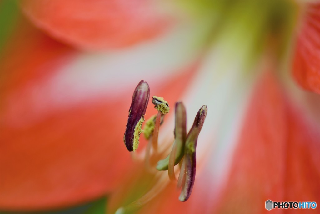 Lily