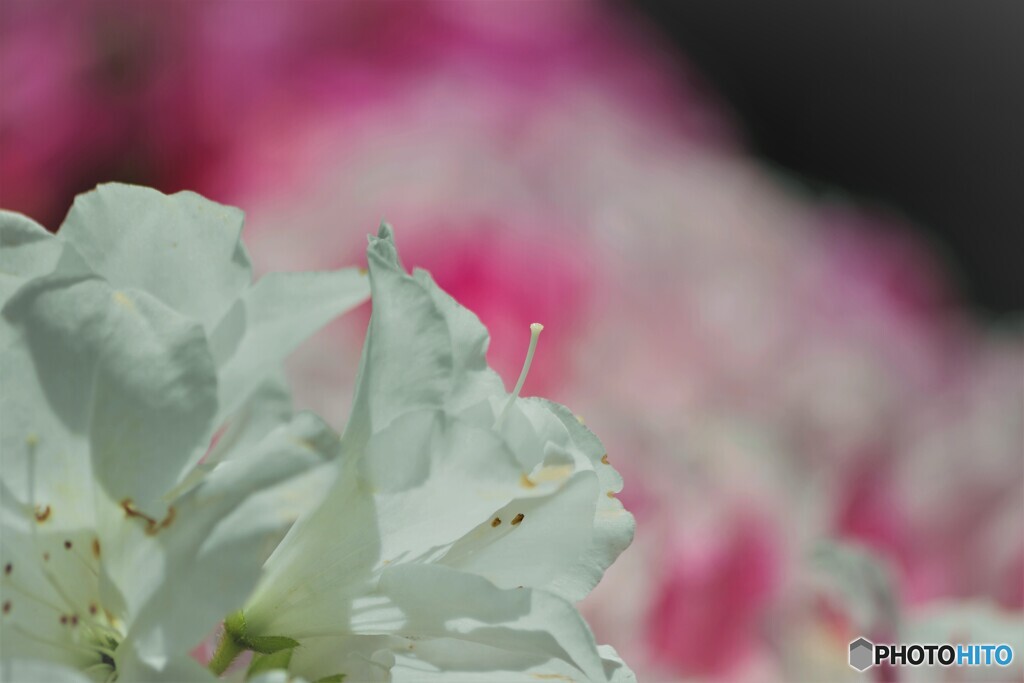 節度～ⅳ