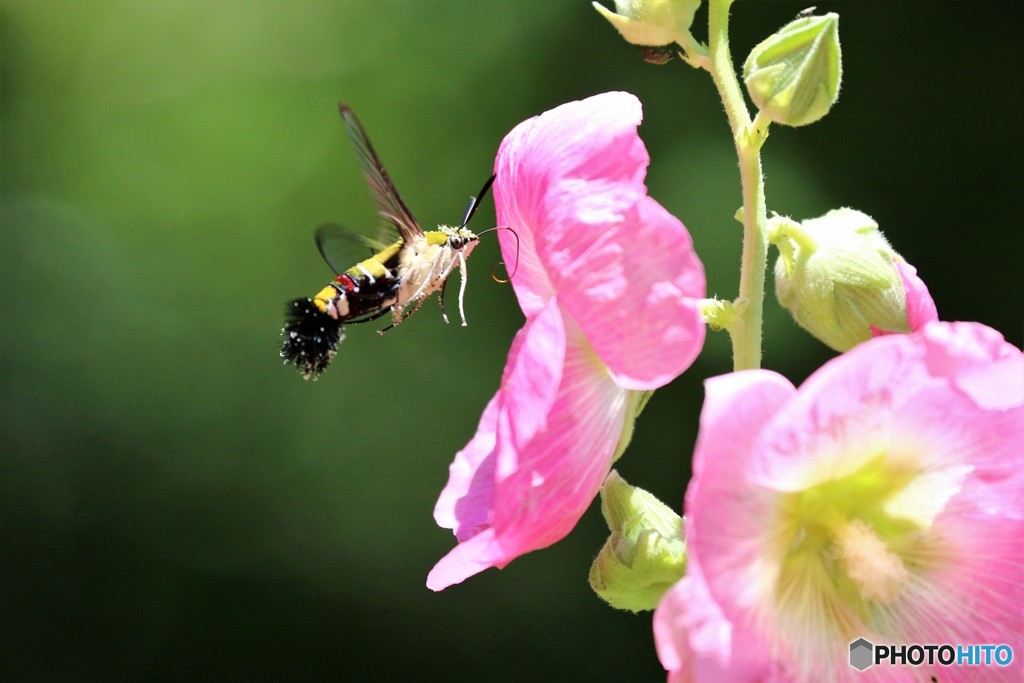 季節の花に魅せられて、、、①