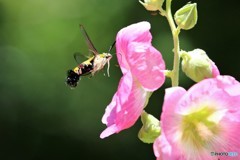 季節の花に魅せられて、、、①