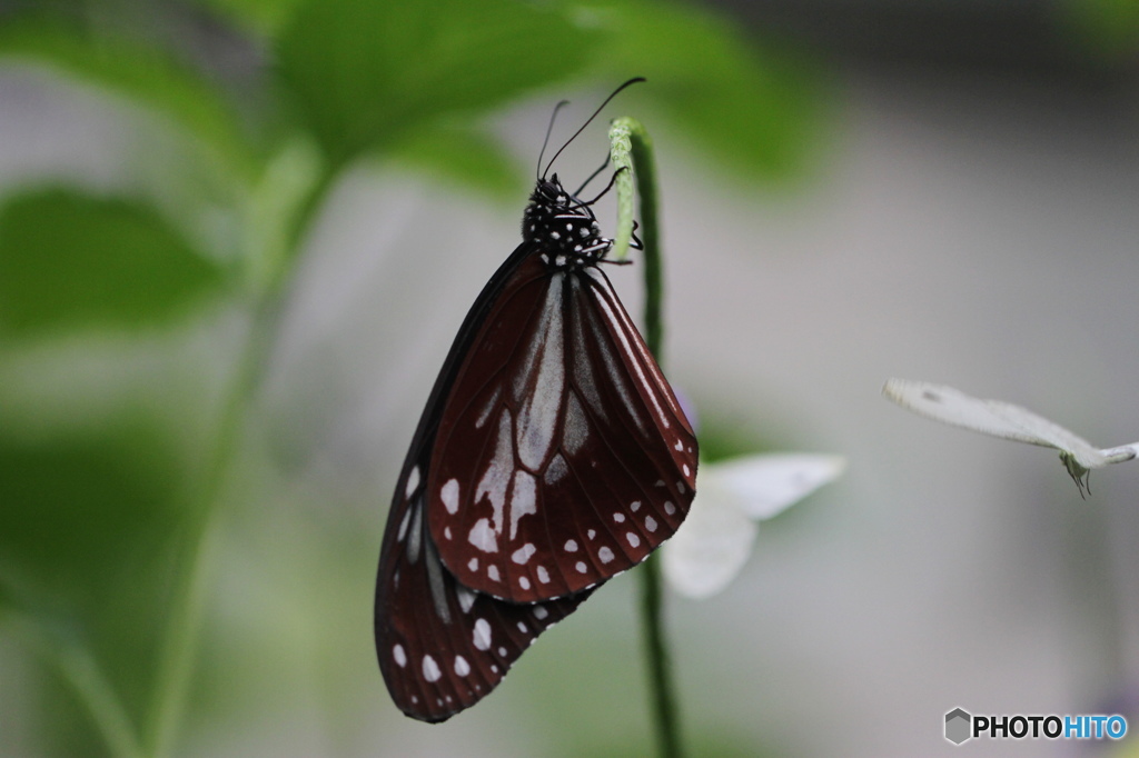 生物園Ⅱ－２