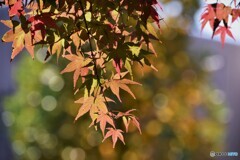 紅への扉～⑵