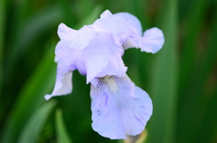 菖蒲ー１０