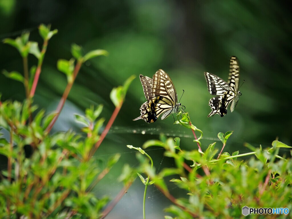プロポーズ～ⅱ