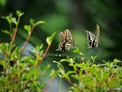 プロポーズ～ⅱ