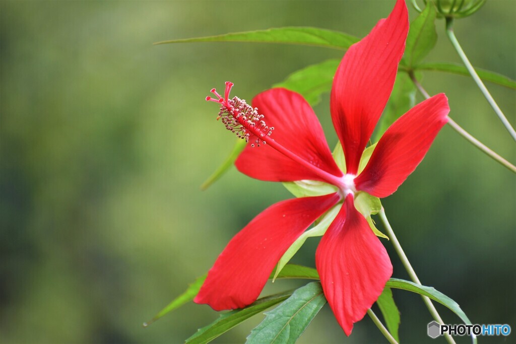 紅蜀葵