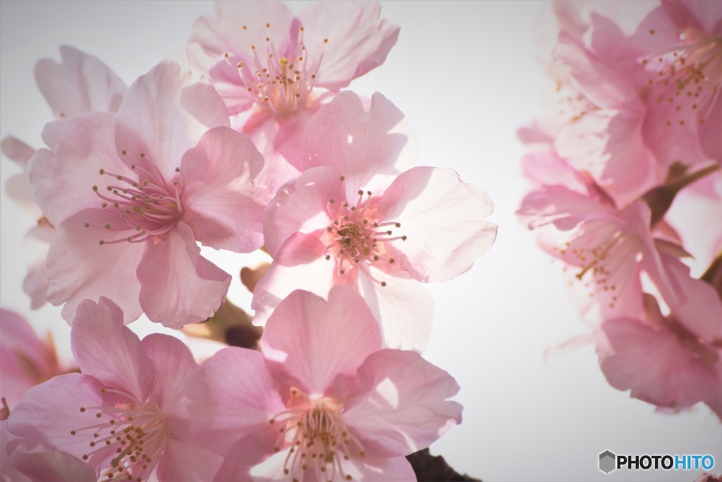 汐入公園、河津桜透過ⅰ